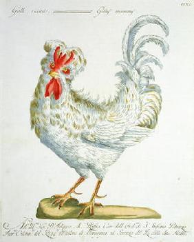 Curly-Haired Cockerel, c.1767-76 (hand coloured engraving)