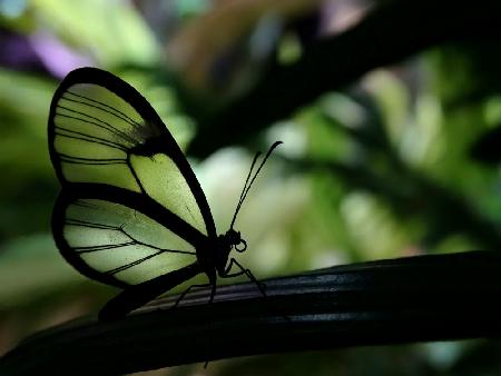 Klarer geflügelter Schmetterling