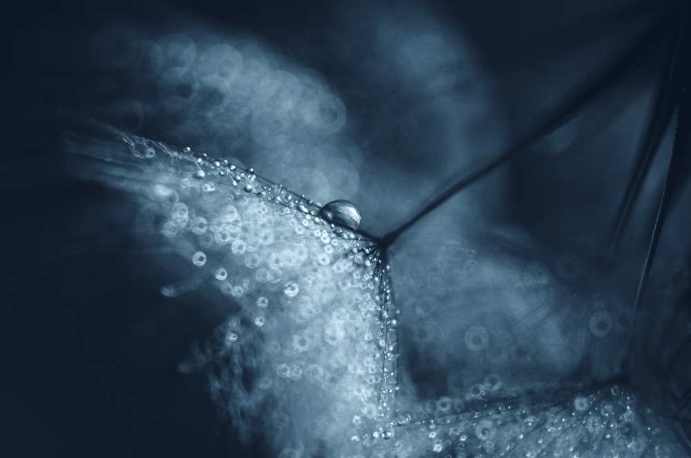 Blue dandelions von Ivelina Blagoeva