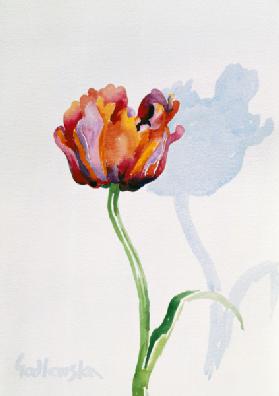 Tulip 1998