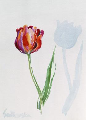 Tulip 1998 
