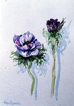 Anemone, 1998 (w/c on paper) (see also 124450) 