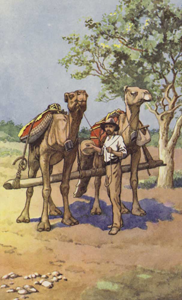 Prospektor mit Kamelen von J. Macfarlane