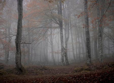Nebel und Wald