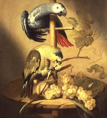 An African Grey and an Orange Winged Amazon Parrot on a Perch with Grapes von Jacob Fransz van der Merck
