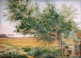 The Old Tree 1842  pape