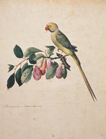 Prunus domestica, e Psittacus Alexandri 1577