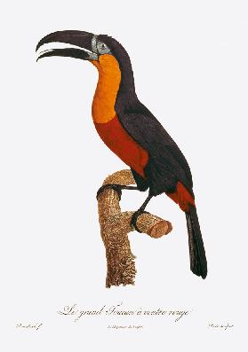 Toucan: Great Red-Bellied 