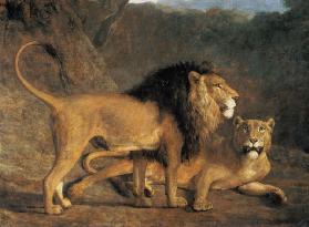 Löwe und Löwin in der Exeter Menagerie 1808