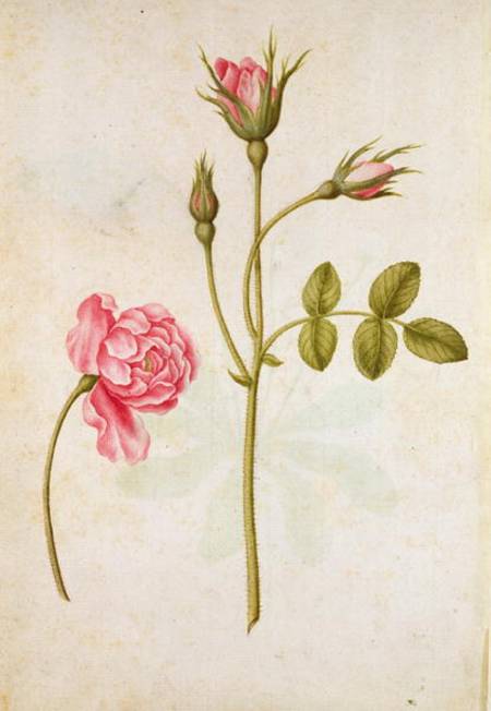 Pink Rose von Jacques Le Moyne