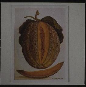 Melon c.1568  on