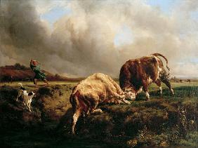 Lutte de taureaux 1857