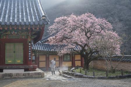Der Duft des Frühlings,Baekyangsa