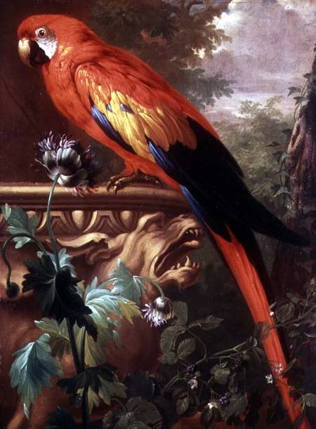 Scarlet Macaw in a Landscape von Jakob Bogdani or Bogdany