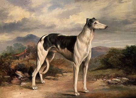 A Greyhound in a hilly landscape von James Beard