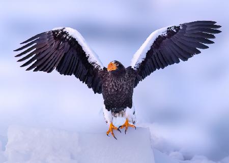 Seeadler in Hokkaido