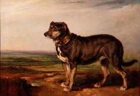 Portrait of `Vic', a Spanish Bloodhound c.1818-20