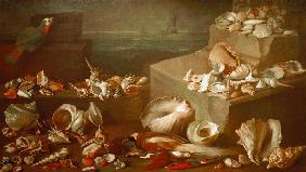 Stillleben mit Schnecken und Muscheln 1640