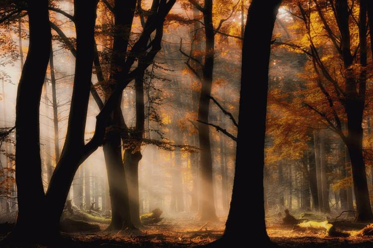 Autumn light von Jan Paul Kraaij