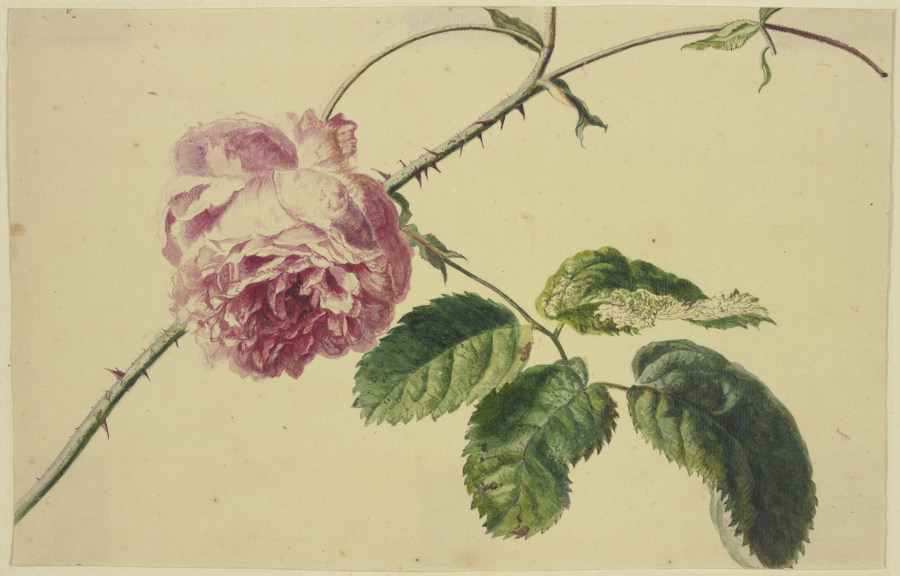 Eine Rose von Jan van Huysum