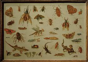 Insekten und Kriechtiere 1650