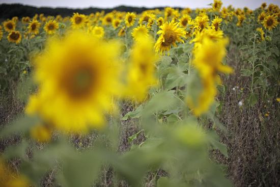 Sonnenblumen auf dem Feld von Jan Woitas