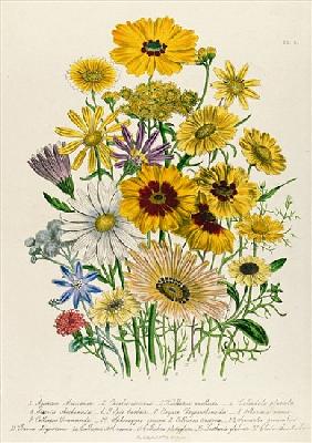 Daisies, plate 31 from ''The Ladies'' Flower Garden'', published 1842