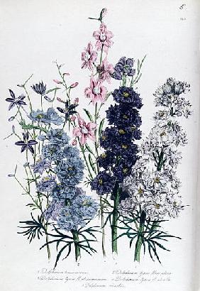 Delphiniums, plate 3 from ''The Ladies'' Flower Garden'', published 1842