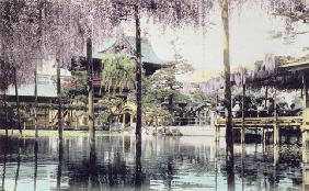 Wisteria blossom over the pond in the Kameido Temple Gardens, Tokyo, late 19th century (hand coloure 1916