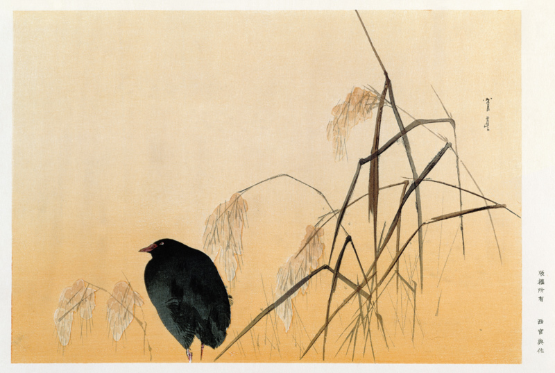 Blackbird, Edo Period (silk scroll) von Japanese School