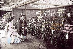 A rich display of chrysanthemums, 1905 (hand coloured photo) 15th