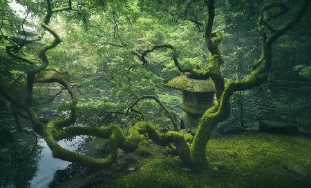 Japanischer Baum