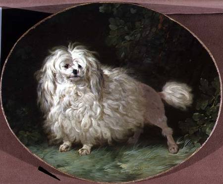 Portrait of a Poodle von Jean Jacques Bachelier