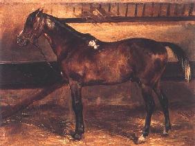 Braunes Pferd im Stall 1818
