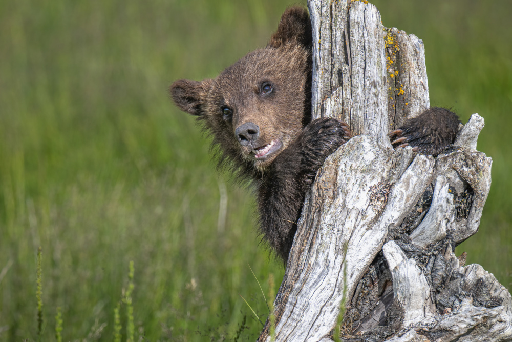 Das entzückende Grizzlybärenjunges von Jeffrey C. Sink