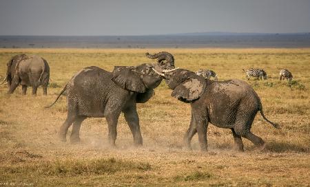 Ein elefantenhaftes Argument