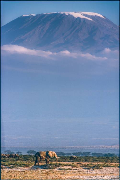 Kilimanjaro and the quiet sentinels von Jeffrey C. Sink