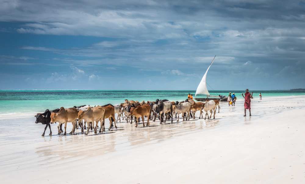Masai cattle on Zanzibar beach von Jeffrey C. Sink