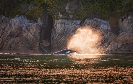 Orca bei Sonnenuntergang