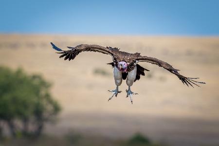 Vulture Airlines