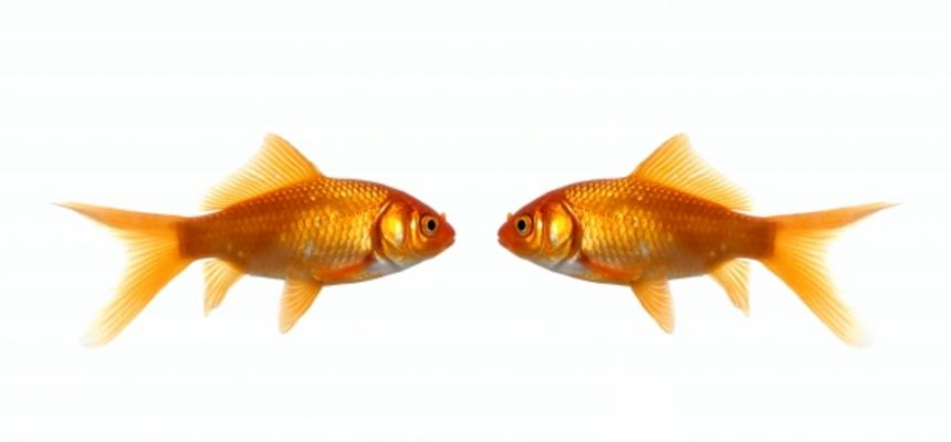 Two fish looking at each other von Jeffrey Van Daele