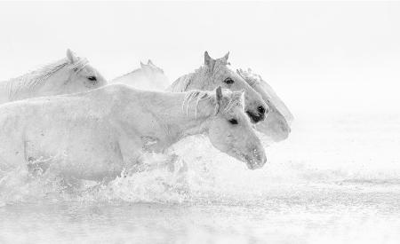 Weiße Pferde