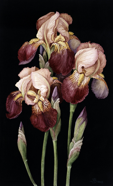 Irises von Jenny  Barron