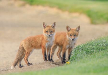 Red Fox Brothers