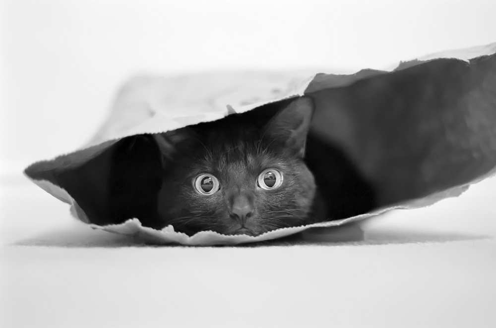 Cat in a bag von Jeremy Holthuysen