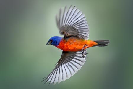 Bemalte Ammer im Flug