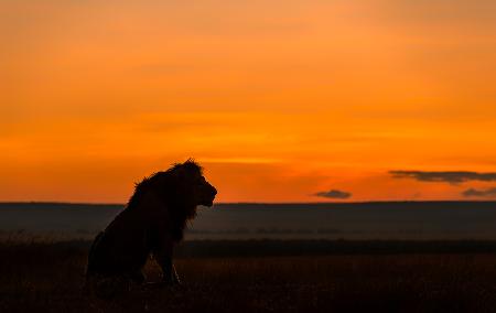 König im Sonnenaufgang