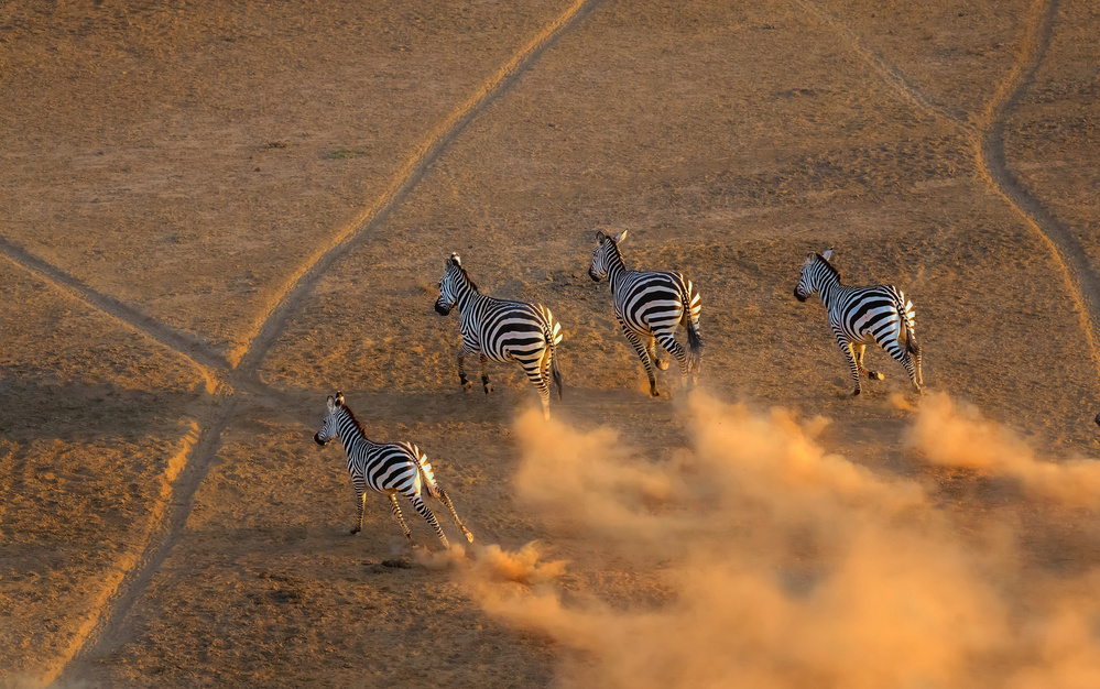 Zebra läuft im Sonnenuntergang von Jie Fischer