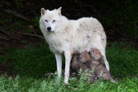 Arktische Wölfe – Remus und Romulus