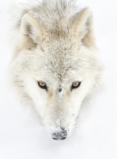 Arktischer Wolf,Nahaufnahme